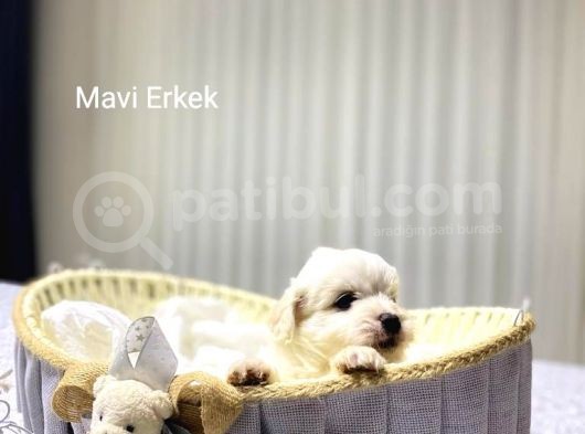 Seecereli Maltese Babadan Bebekler görsel