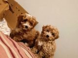 A+ Kali̇te Sevi̇mli̇ Malti̇poo Yavrular