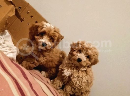 A+ Kali̇te Sevi̇mli̇ Malti̇poo Yavrular görsel