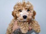 A+ Kali̇te Sevi̇mli̇ Malti̇poo Yavrular
