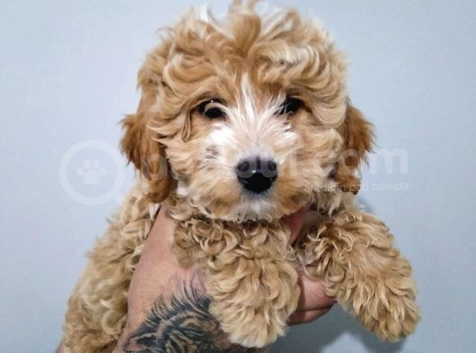 A+ Kali̇te Sevi̇mli̇ Malti̇poo Yavrular görsel