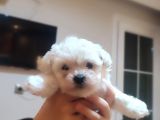 Tea Cup  Mi̇cro Erkek Toy Poodle
