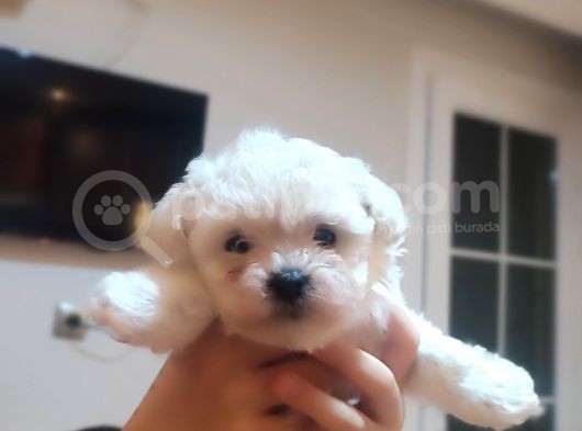 Tea Cup  Mi̇cro Erkek Toy Poodle görsel