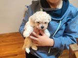 Tea Cup  Mi̇cro Erkek Toy Poodle