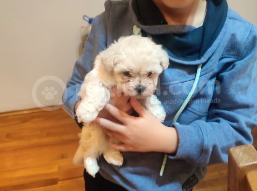 Tea Cup  Mi̇cro Erkek Toy Poodle görsel