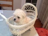 Tea Cup  Mi̇cro Erkek Toy Poodle