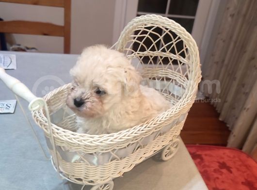 Tea Cup  Mi̇cro Erkek Toy Poodle görsel