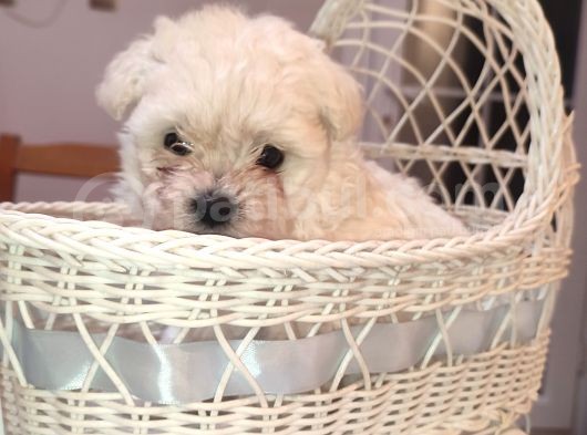 Tea Cup  Mi̇cro Erkek Toy Poodle görsel