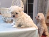 Tea Cup  Mi̇cro Erkek Toy Poodle