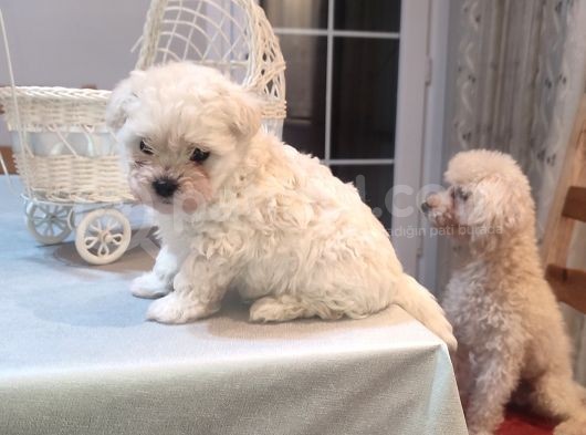 Tea Cup  Mi̇cro Erkek Toy Poodle görsel