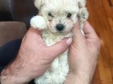 Tea Cup  Mi̇cro Erkek Toy Poodle