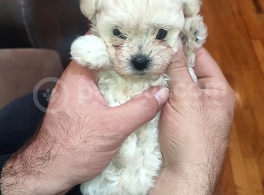 Tea Cup  Mi̇cro Erkek Toy Poodle görsel