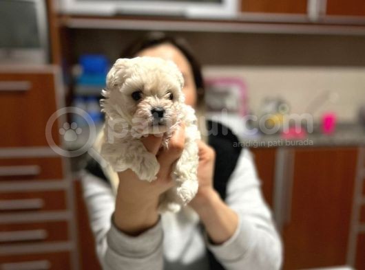 Tea Cup  Mi̇cro Erkek Toy Poodle