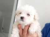 Maltesse Terrier Cinsi yavrular