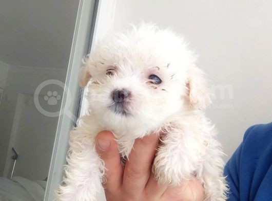 Maltesse Terrier Cinsi Yavrular