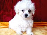 Maltesse Terrier Cinsi Sevimli Yavrular