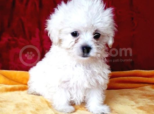 Maltesse Terrier Cinsi Sevimli Yavrular görsel