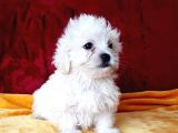 Maltesse Terrier Cinsi Sevimli Yavrular
