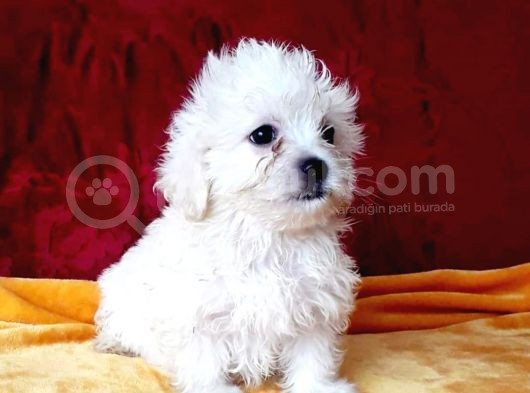 Maltesse Terrier Cinsi Sevimli Yavrular görsel