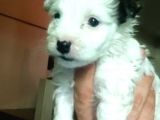 Morkie Cinsi Yavrular Sevimli