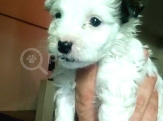 Morkie Cinsi Yavrular Sevimli