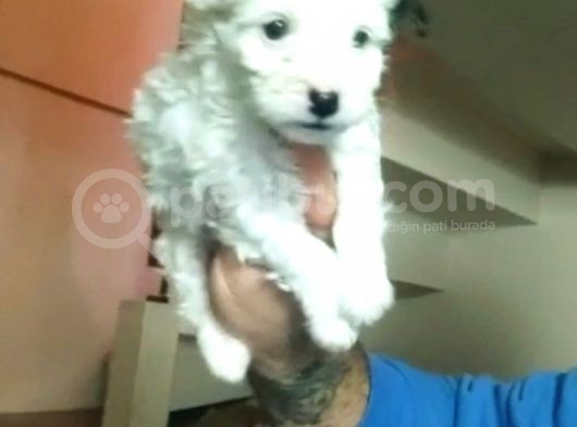 Morkie Cinsi Yavrular Sevimli görsel