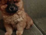 Çin Aslanı (Chow Chow) Son Erkek Yavru