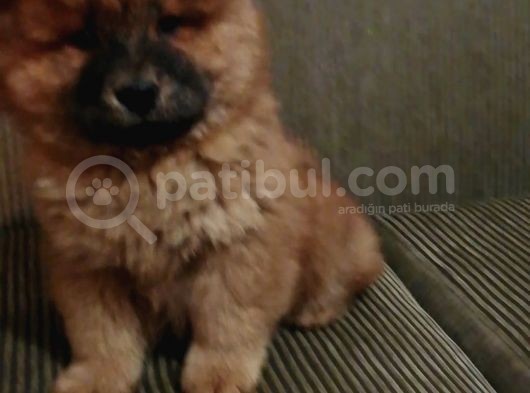 Çin Aslanı (Chow Chow) Son Erkek Yavru görsel