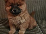 Çin Aslanı (Chow Chow) Son Erkek Yavru
