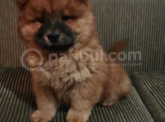 Çin Aslanı (Chow Chow) Son Erkek Yavru görsel