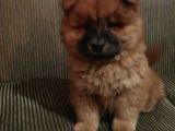 Çin Aslanı (Chow Chow) Son Erkek Yavru