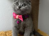 Sevimli Tatlı Scottish Fold Dişi Ve Erkek Bebekler