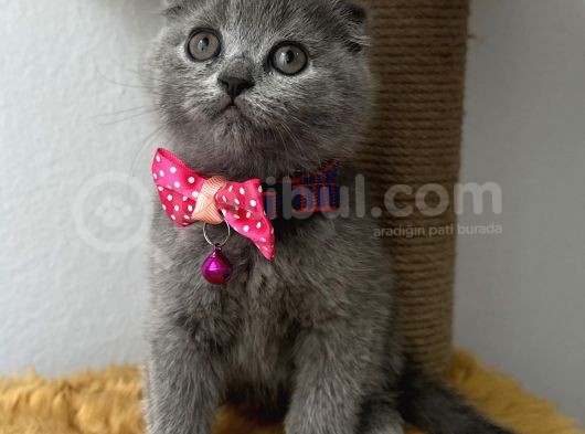 Sevimli Tatlı Scottish Fold Dişi Ve Erkek Bebekler görsel