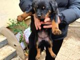 Mükemmel Koca Kafa Macar Rottweiler Yavrular