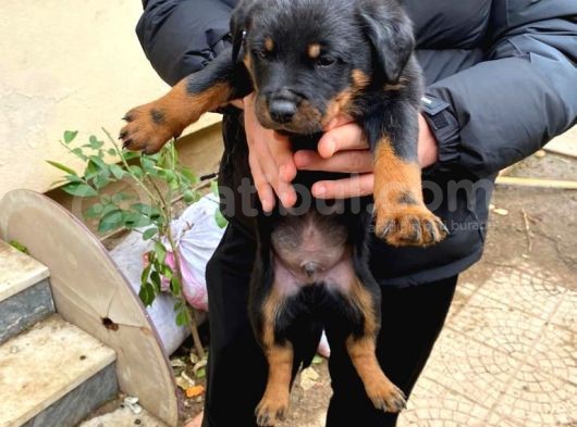 Mükemmel Koca Kafa Macar Rottweiler Yavrular görsel