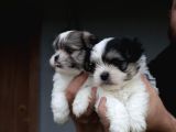 Shih Tzu Bebekler
