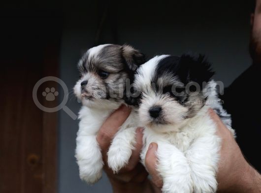 Shih Tzu Bebekler görsel