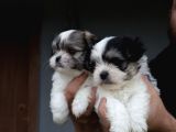 Shih Tzu Bebekler