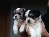 Shih Tzu Bebekler