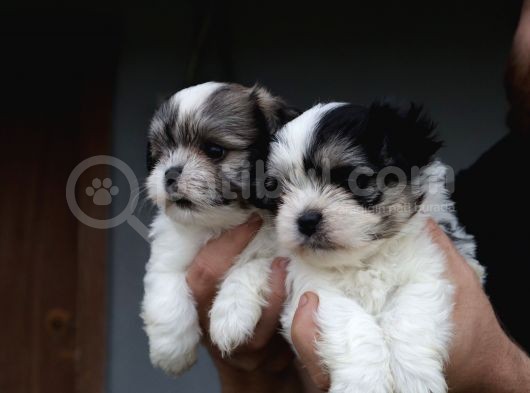 Shih Tzu Bebekler görsel