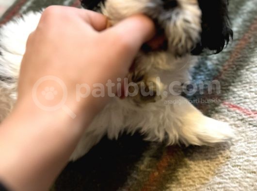 Şitsu Panda Surat Bebek görsel