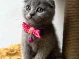 Sevimli Tatlı Scottish Fold Dişi Ve Erkek Bebekler