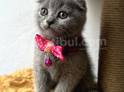 Sevimli Tatlı Scottish Fold Dişi Ve Erkek Bebekler