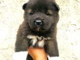 Yavru Akita