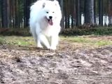 Burkem Den Samoyed Yavrular