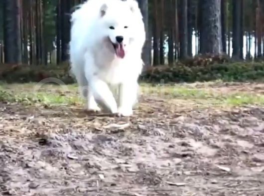Burkem Den Samoyed Yavrular görsel