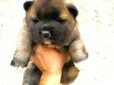 Yavru Akita