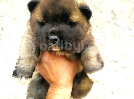 Yavru Akita görsel