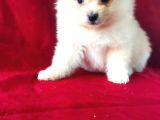 Yavru Pomeranian