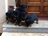Mükemmel Koca Kafa Macar Rottweiler Yavrular
